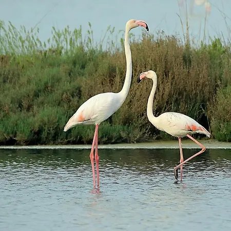 Caravaggio شقة ليدو دي سبينا