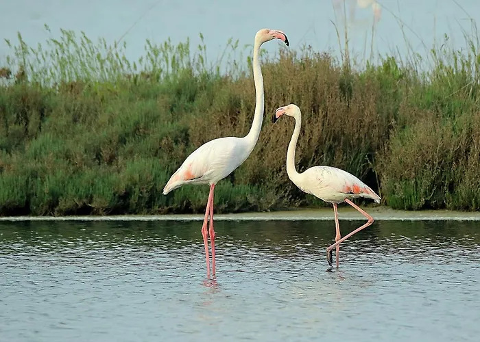 Caravaggio شقة ليدو دي سبينا